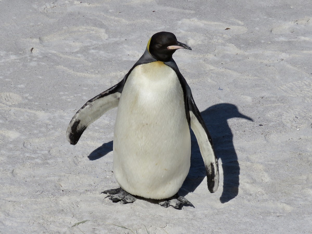 オウサマペンギン - ML616669399