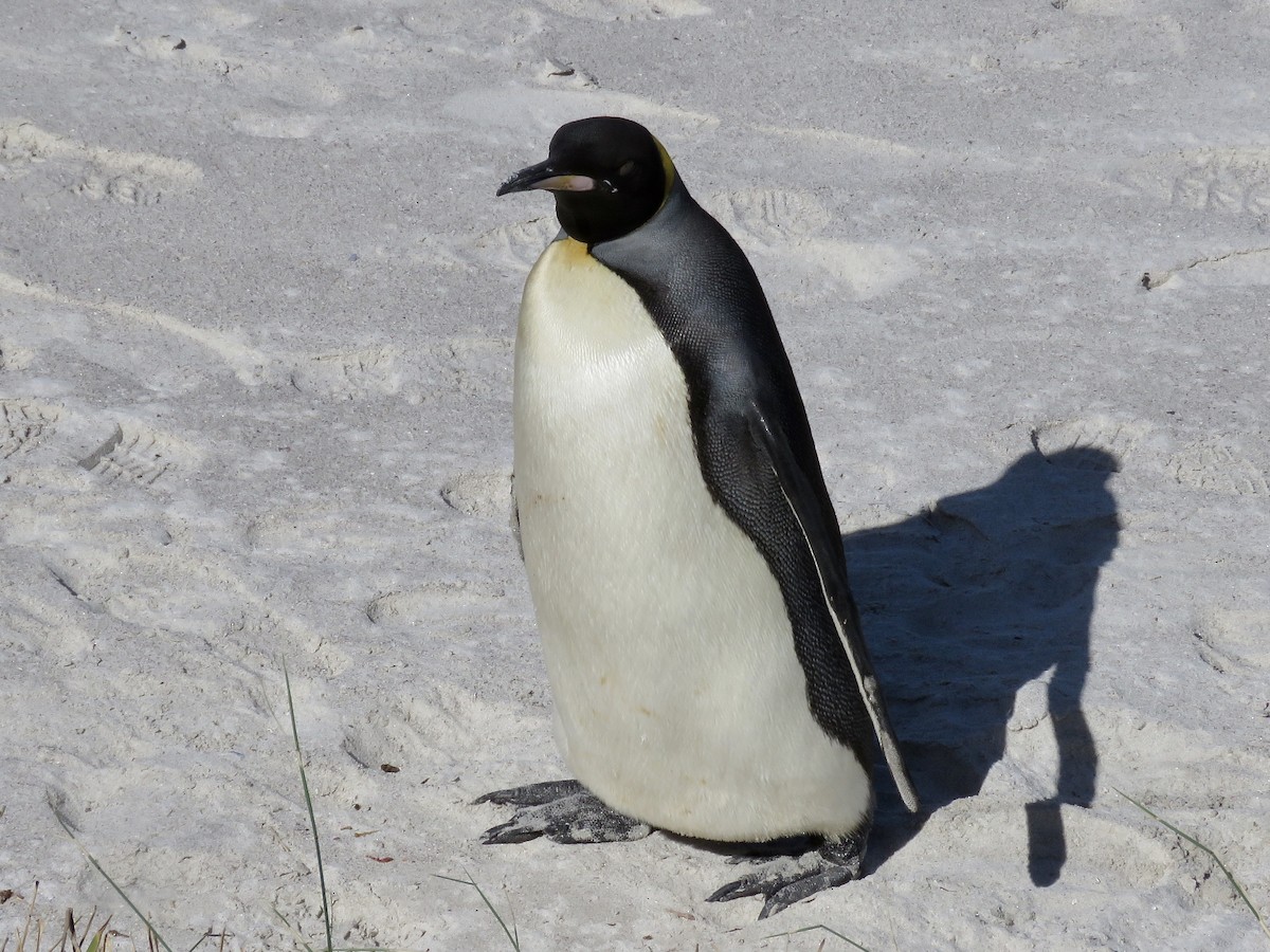 Королевский пингвин - ML616669401