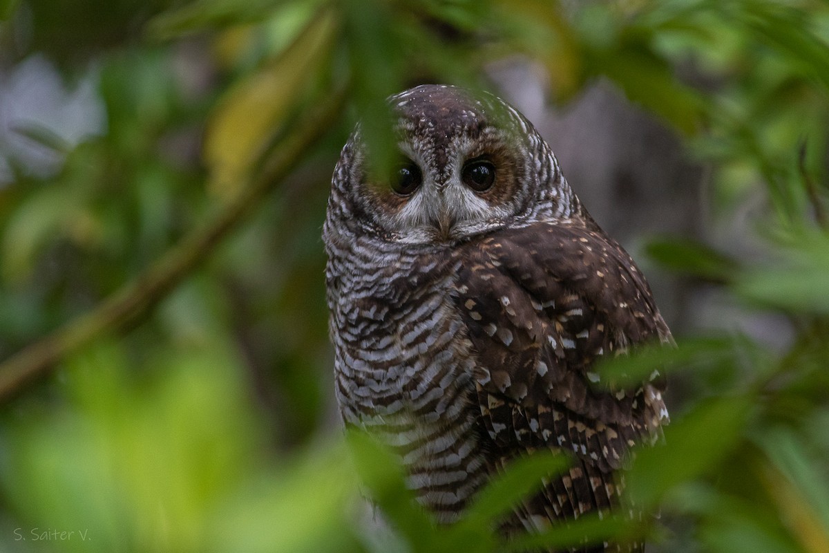 Rufous-legged Owl - Sebastián Saiter Villagrán