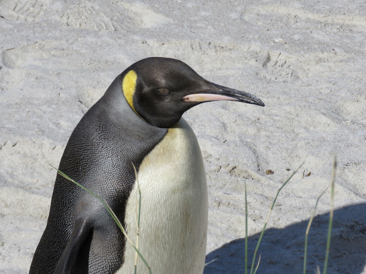 Королевский пингвин - ML616669404