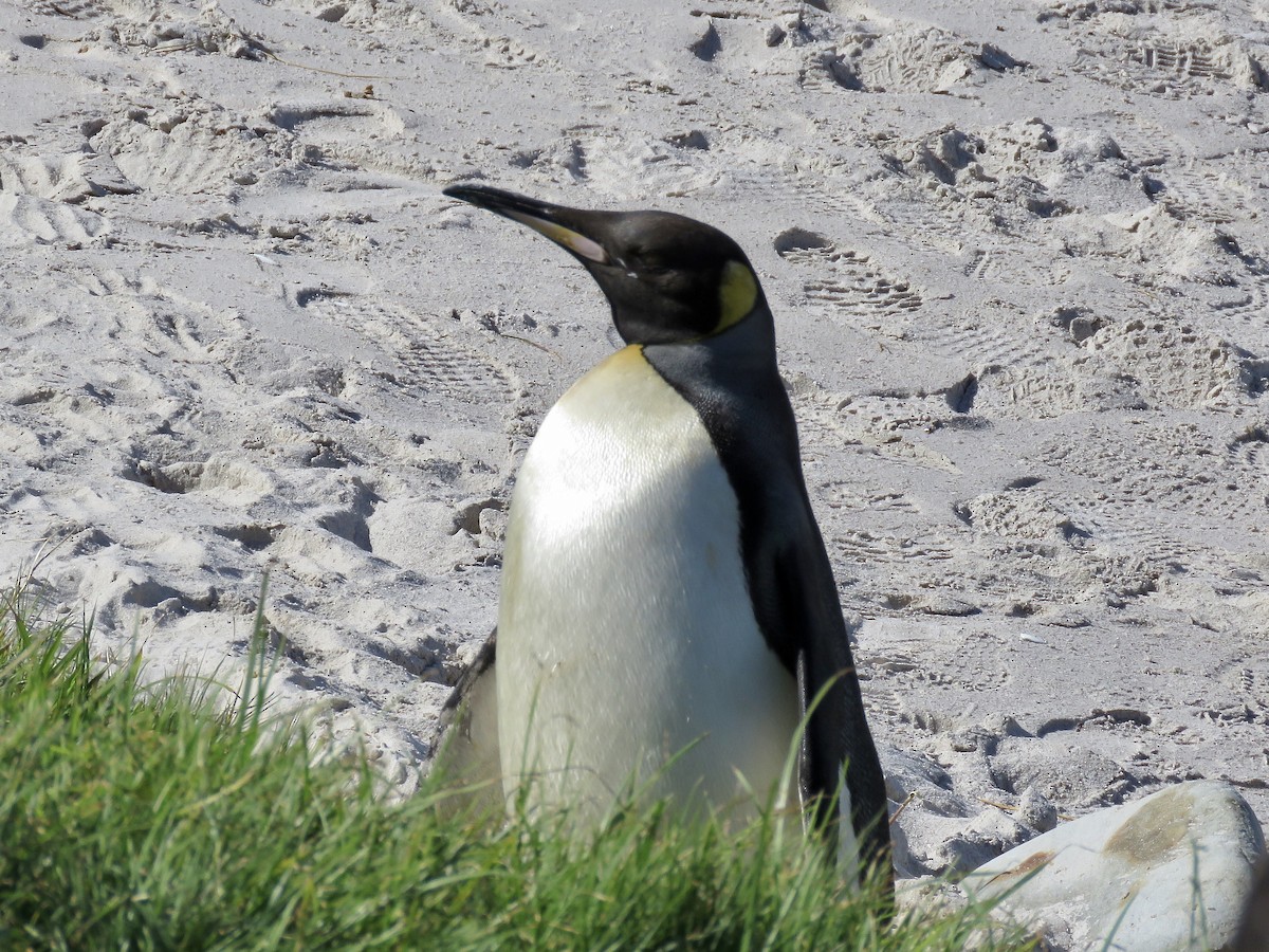 Королевский пингвин - ML616669406