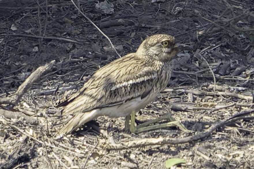 Indian Thick-knee - ML616669409