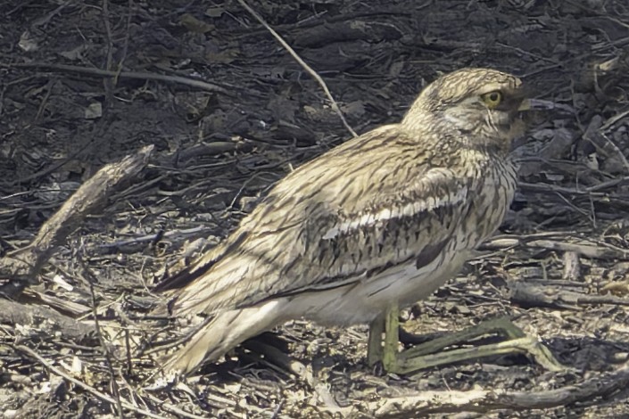 Indian Thick-knee - Grant Price