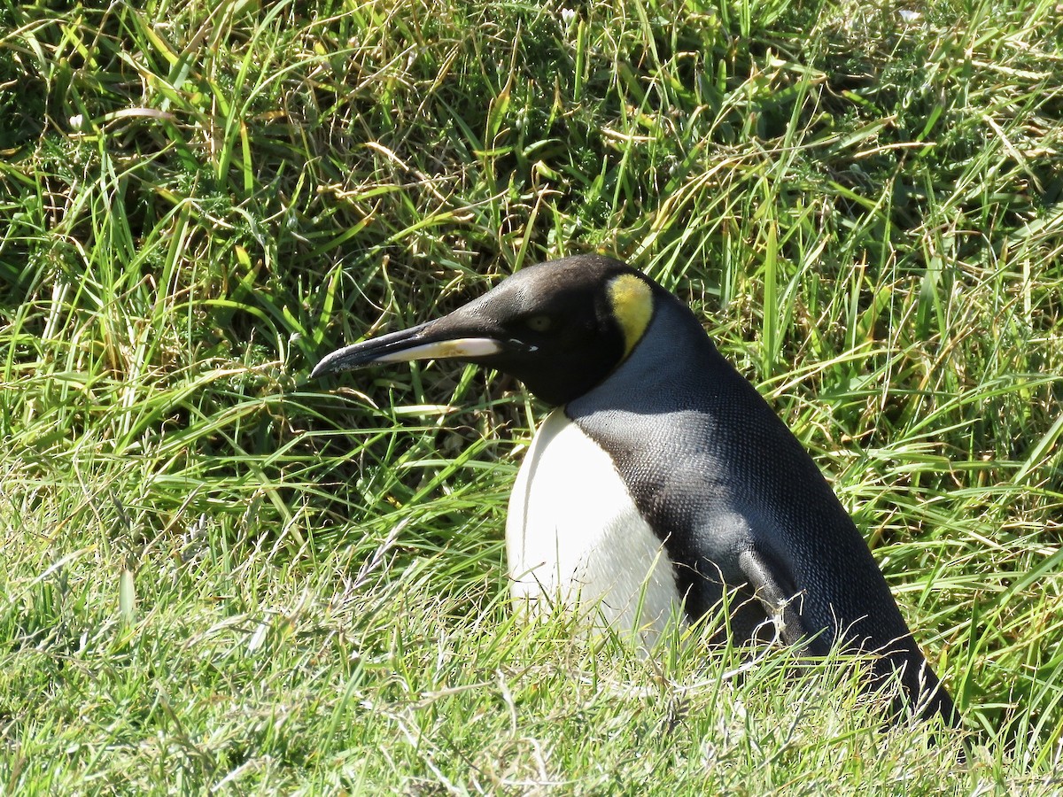 Pingüino Rey - ML616669411