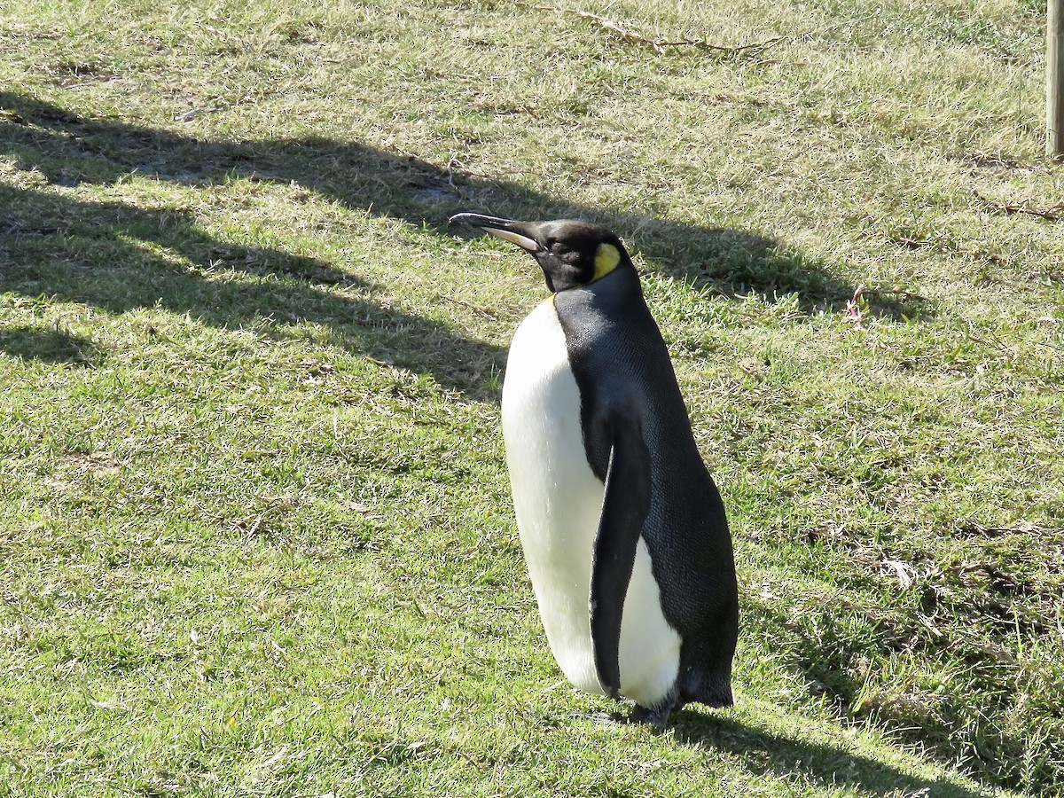 Pingüino Rey - ML616669413