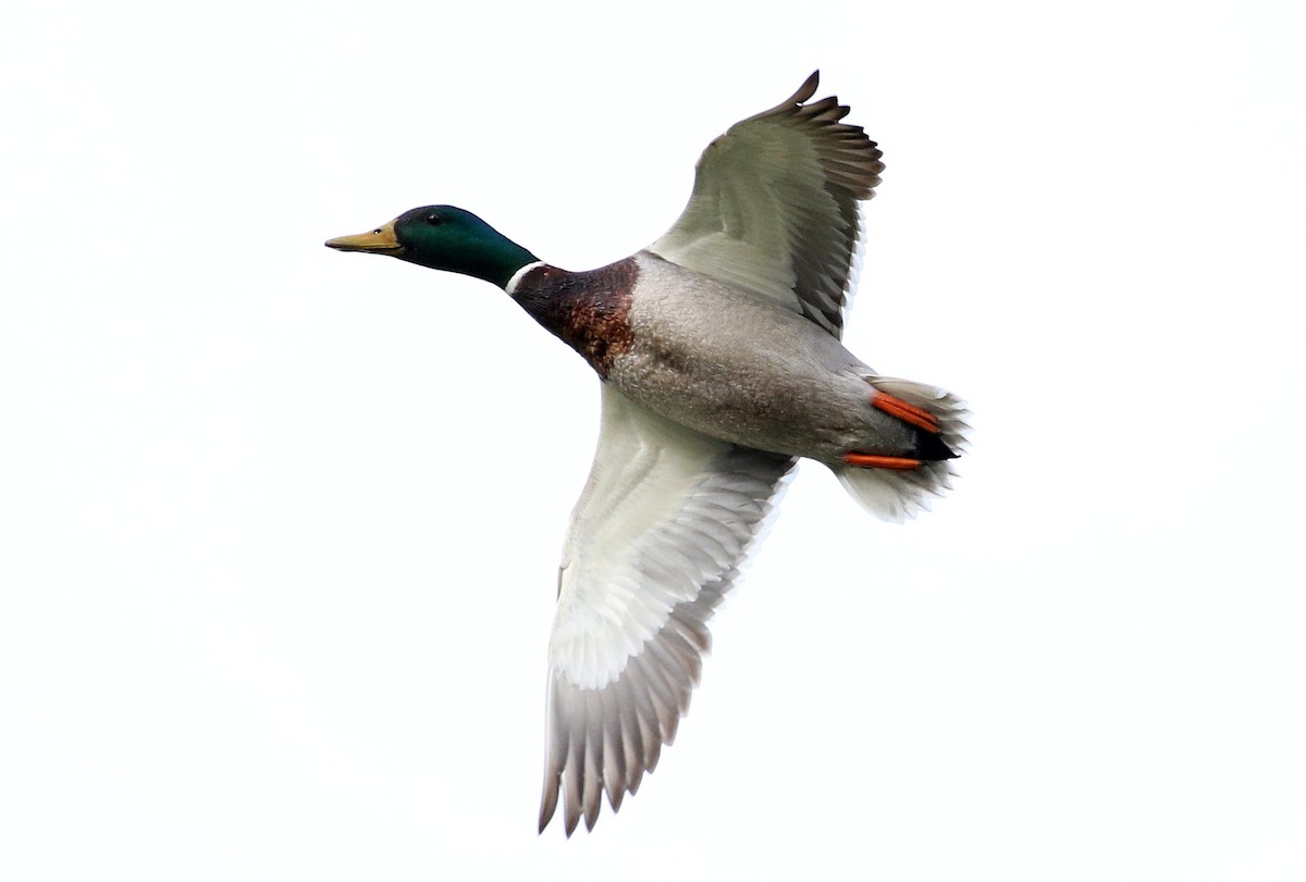 Mallard - ML616669428