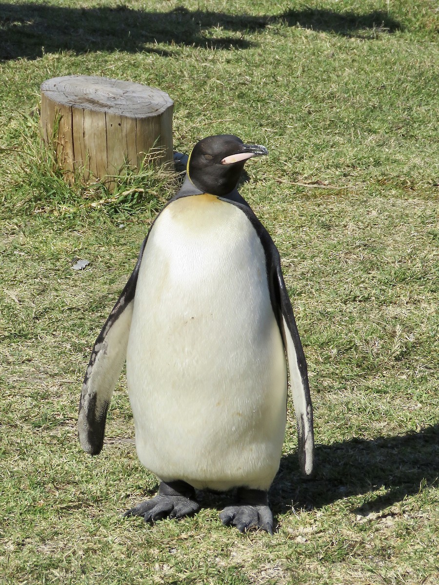 Королевский пингвин - ML616669437