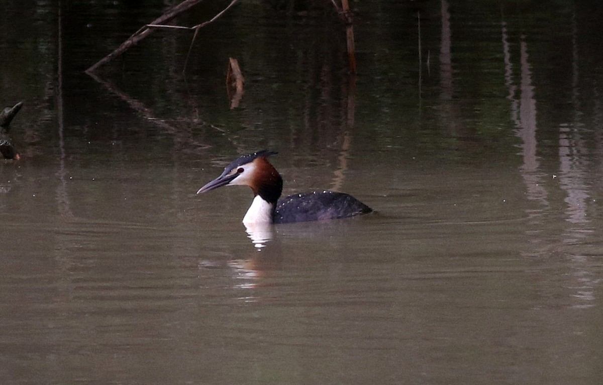 Great Crested Grebe - Miguel García