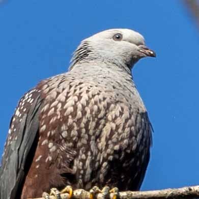 Pigeon de Hodgson - ML616669444