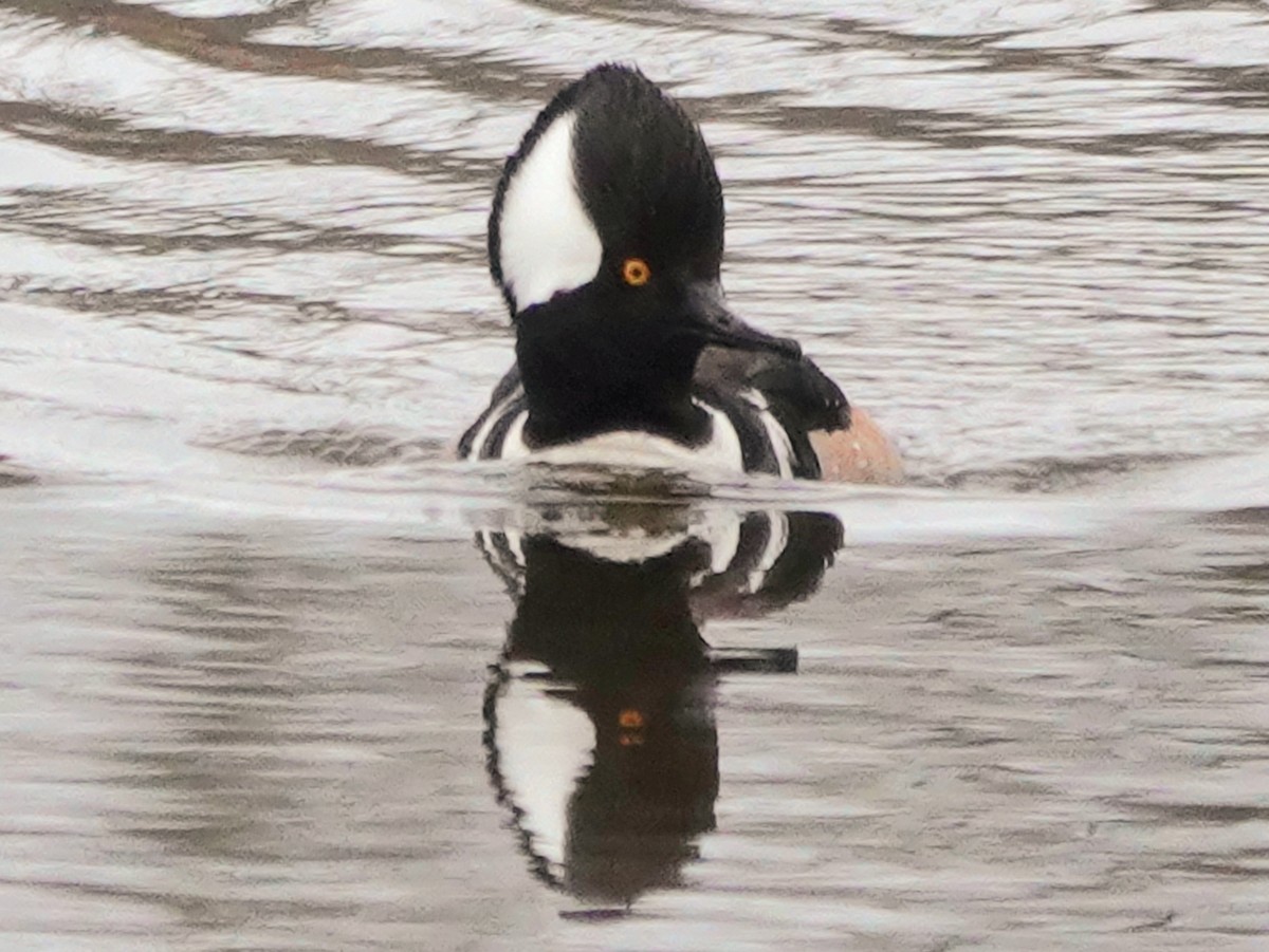 Hooded Merganser - ML616669457