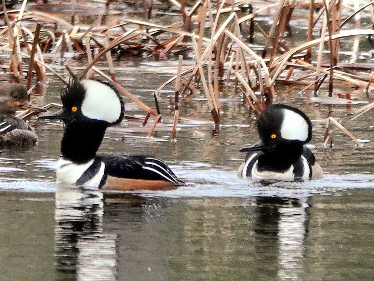 Hooded Merganser - ML616669458
