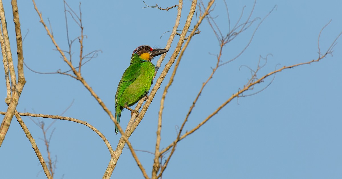 Gold-whiskered Barbet - Brian Small