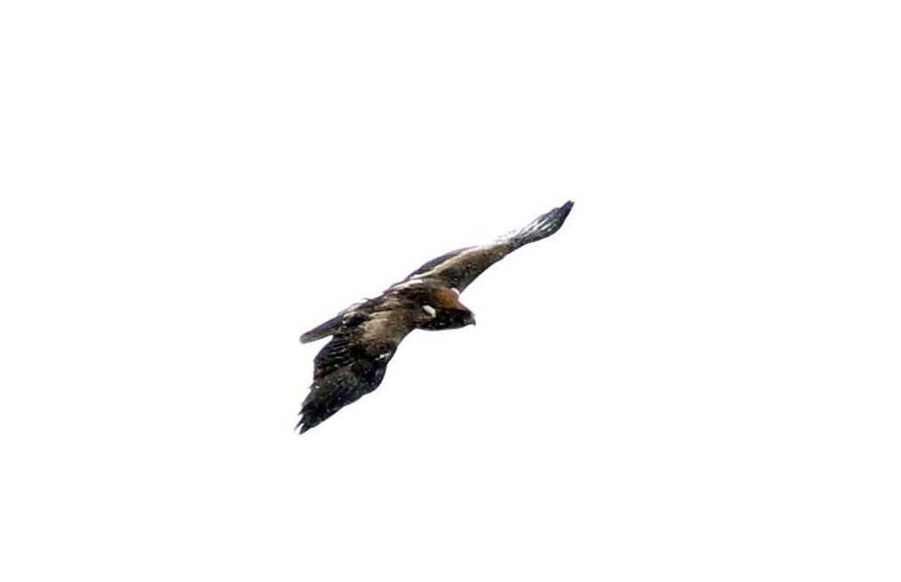 Booted Eagle - ML616669497