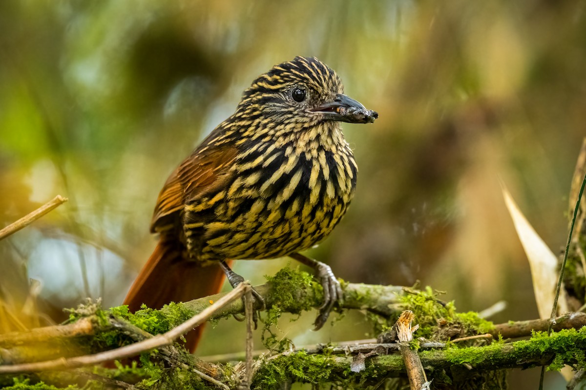 Trepamusgos Flamulado - ML616669502