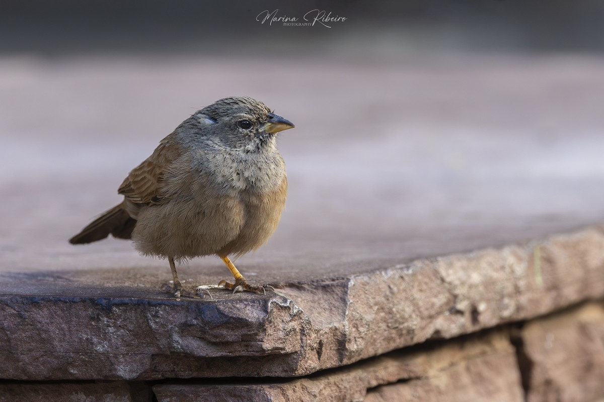 House Bunting - ML616669534