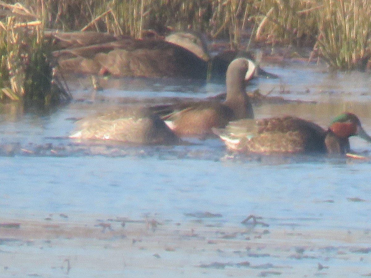 Blue-winged Teal - ML616669552