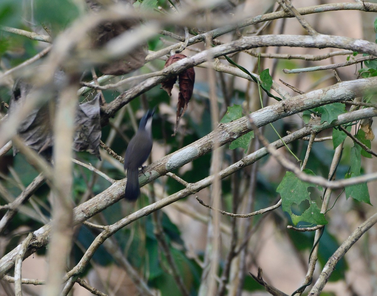 Black-throated Laughingthrush - Joost Foppes