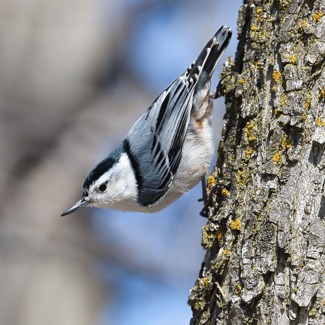 White-breasted Nuthatch - ML616669590