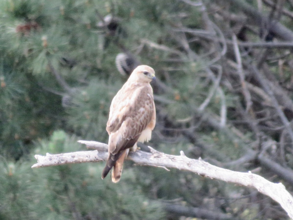 Jackal Buzzard - ML616669612