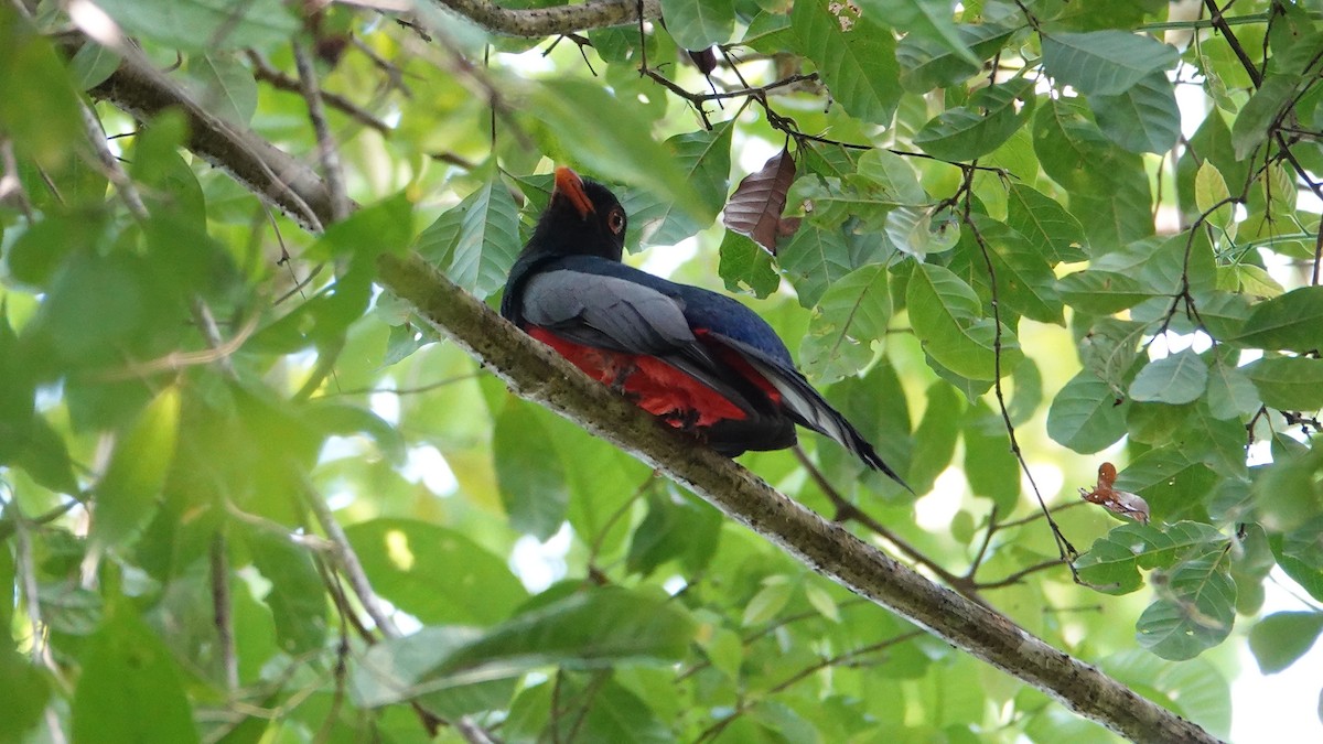 Slaty-tailed Trogon - ML616669619