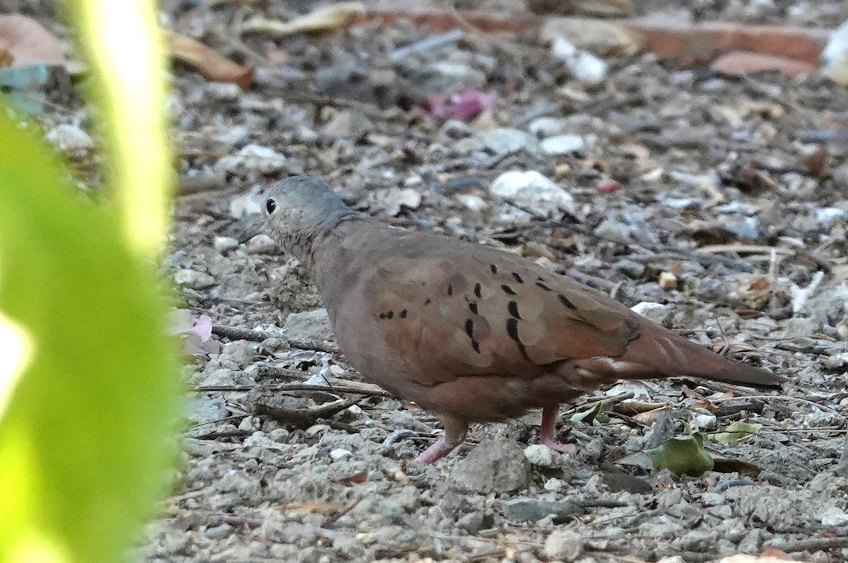 Ruddy Ground Dove - ML616669621