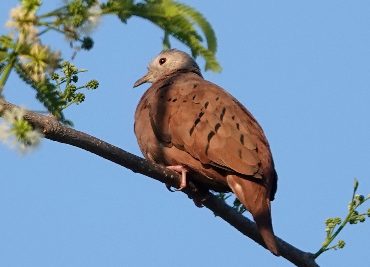 Ruddy Ground Dove - ML616669625