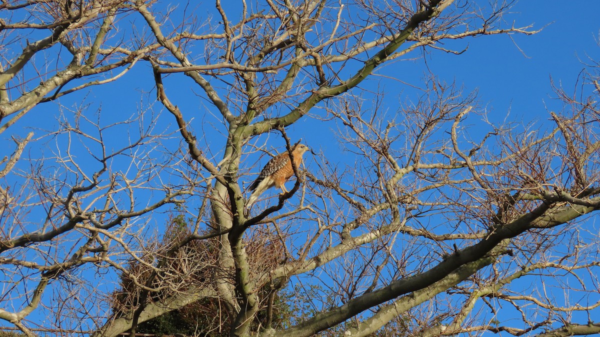 Red-shouldered Hawk - ML616669659