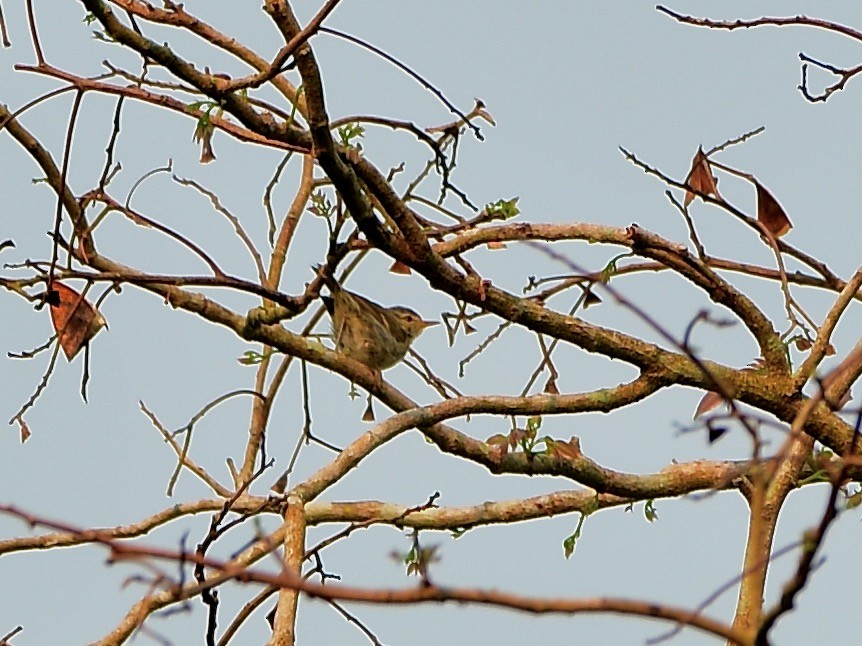 Yellow-browed Warbler - Joost Foppes