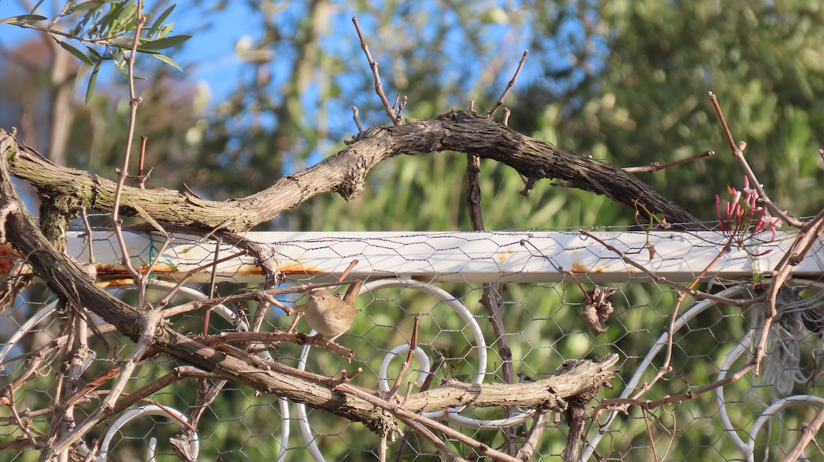 House Wren - ML616669685