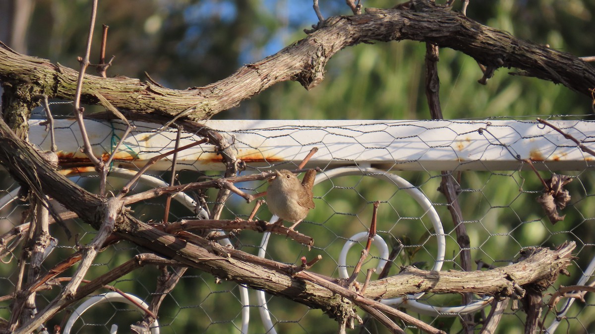 House Wren - ML616669687