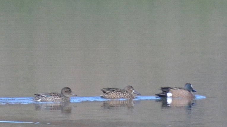 čírka obecná (ssp. carolinensis) - ML616669712