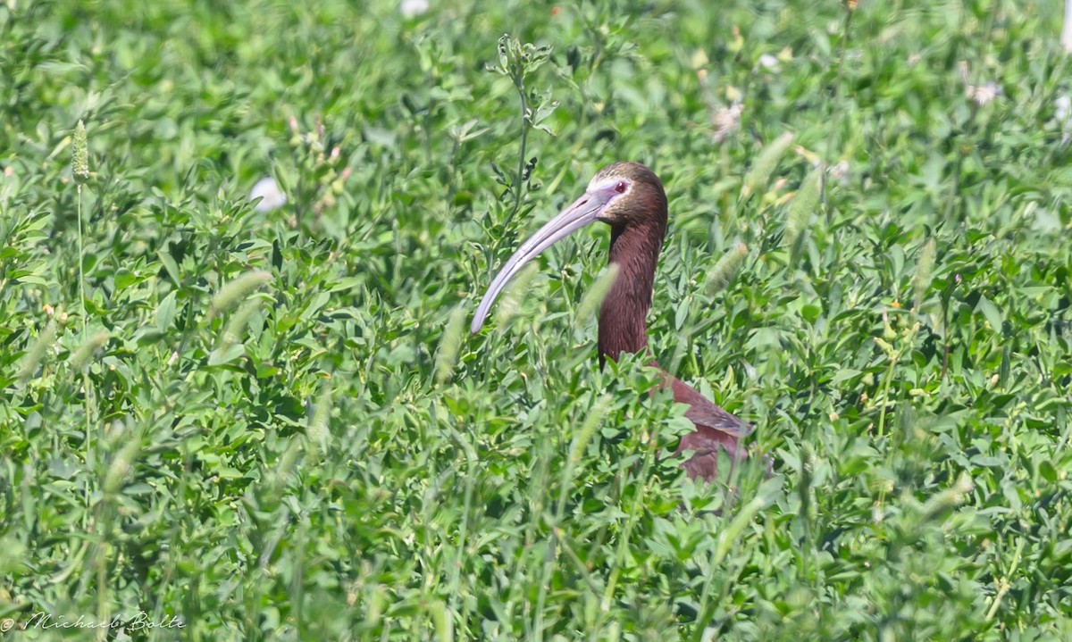 Ibis à face blanche - ML616669714