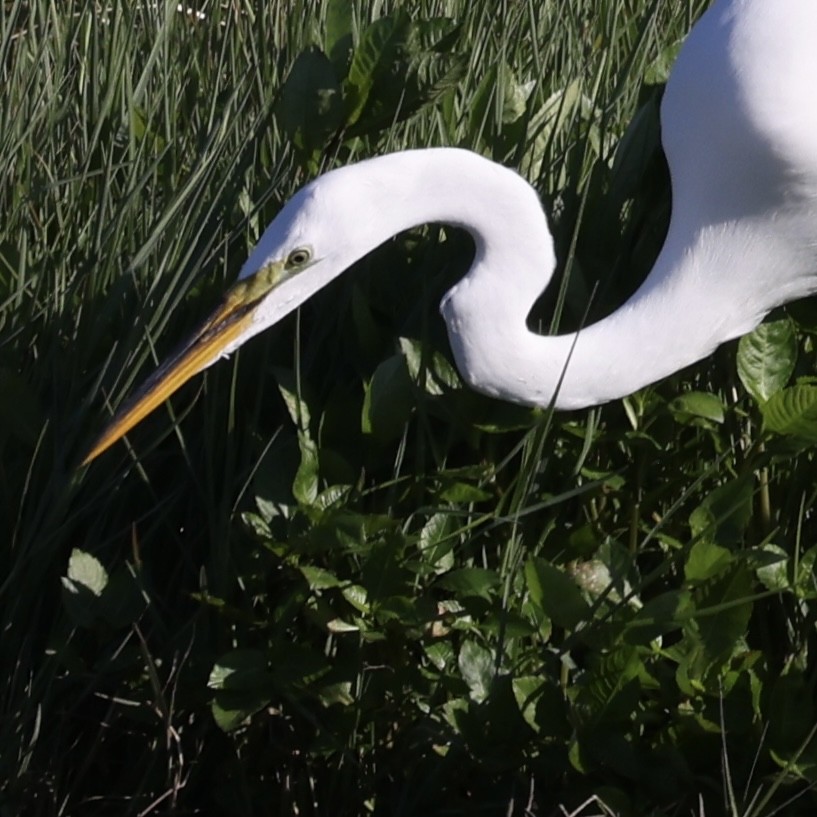 Great Egret - ML616669716