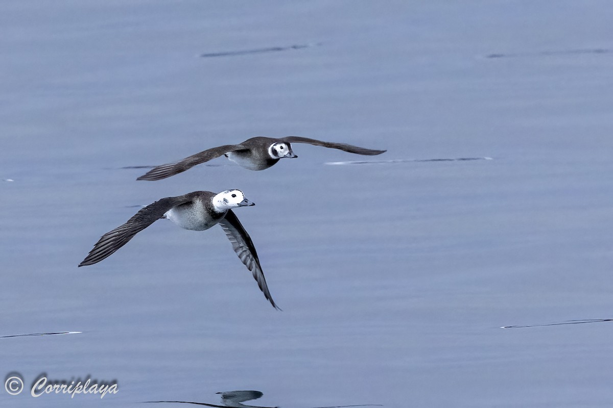 Long-tailed Duck - ML616669720