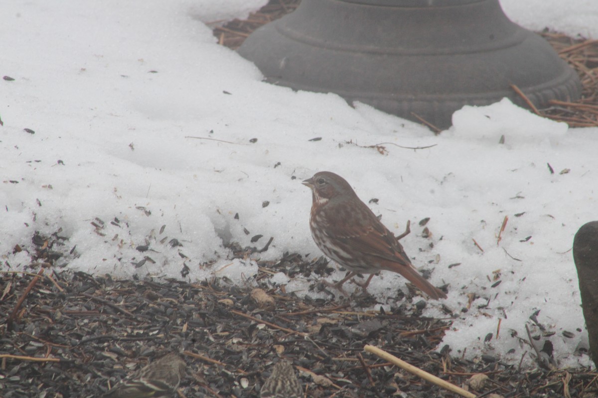 Fox Sparrow - ML616669734