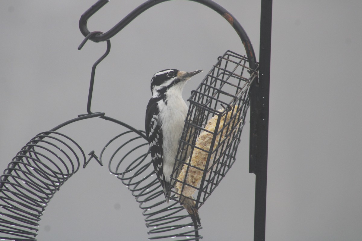 Hairy Woodpecker - ML616669745