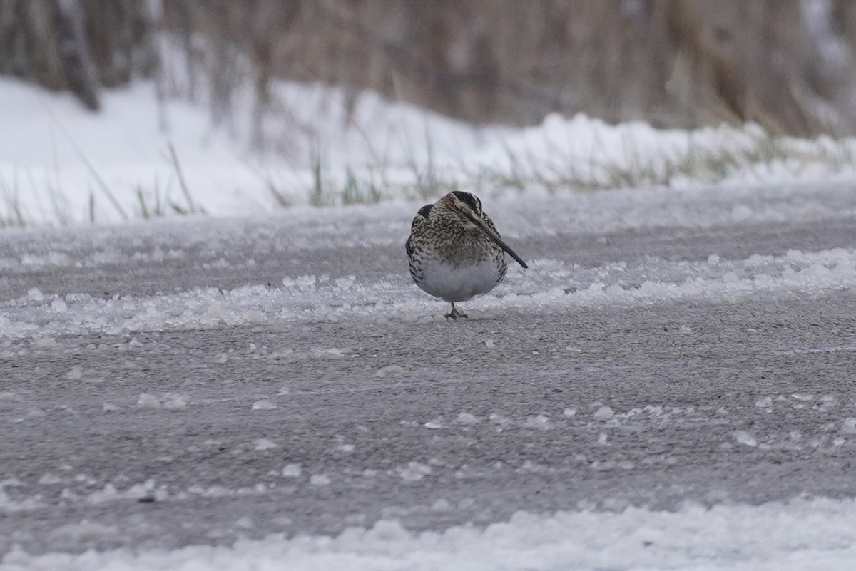 Wilson's Snipe - ML616669750