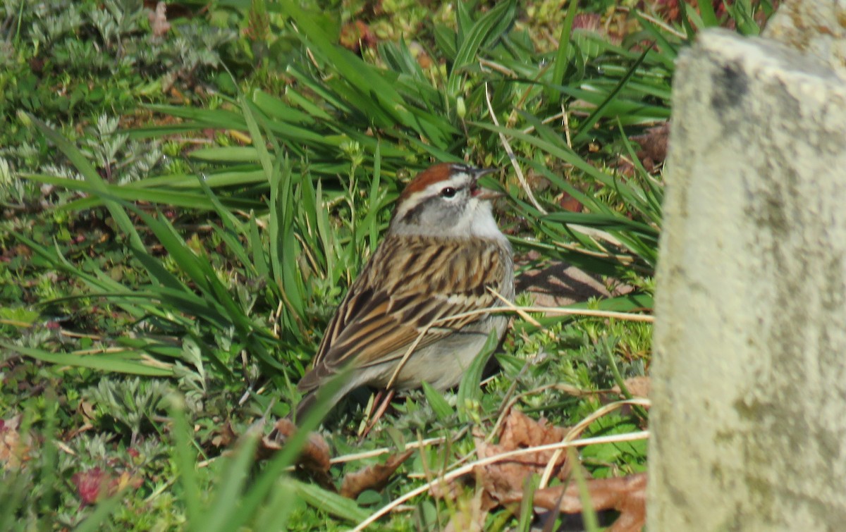 Chipping Sparrow - Toby Hardwick