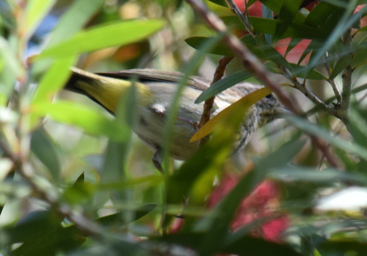 Palm Warbler - ML616669816