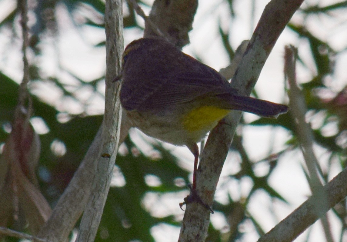 Palm Warbler - ML616669817