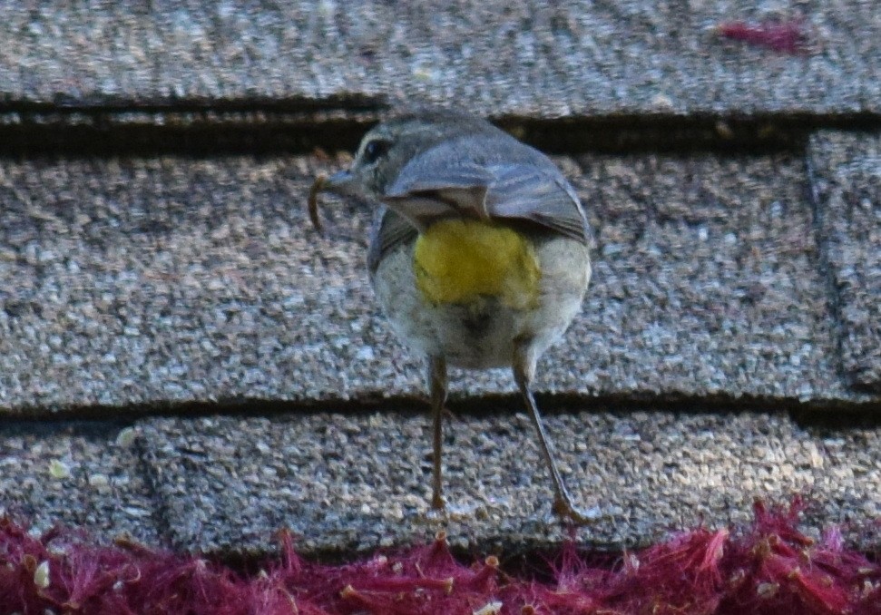 Paruline à couronne rousse - ML616669818