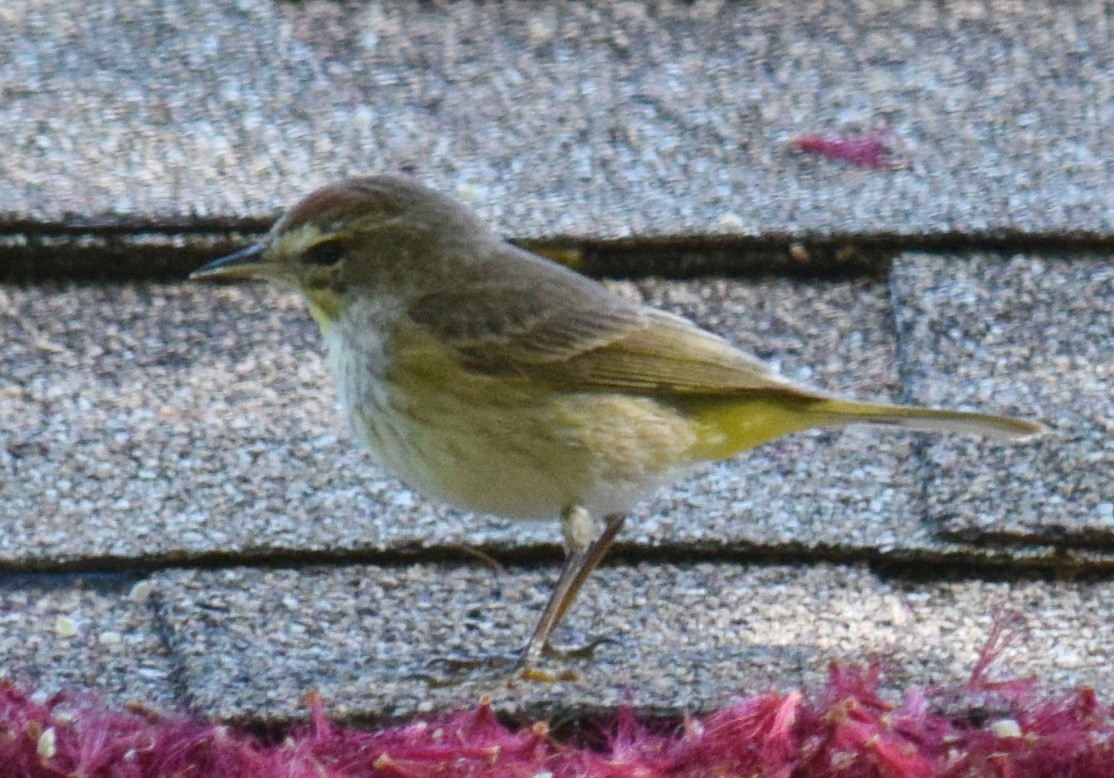 Palm Warbler - Anne Fay