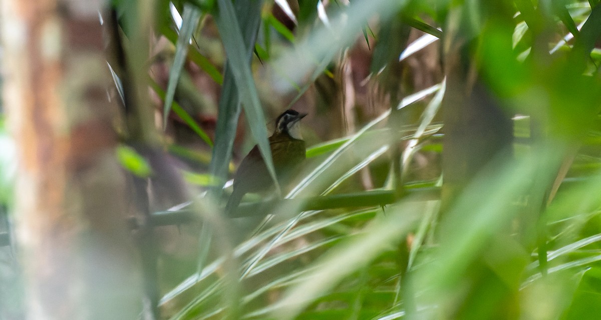 Large Wren-Babbler - ML616669857