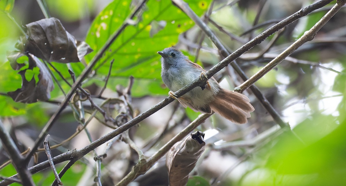 Chestnut-winged Babbler - Brian Small