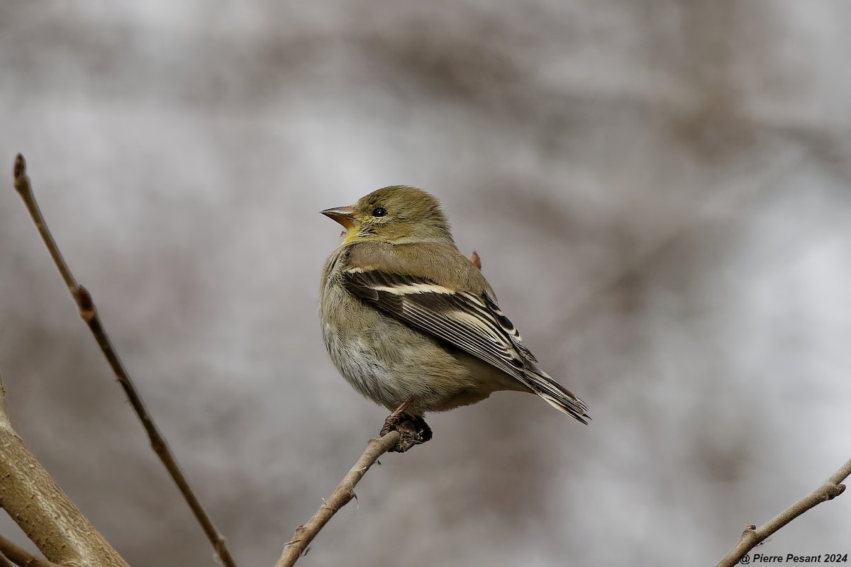 American Goldfinch - ML616669870