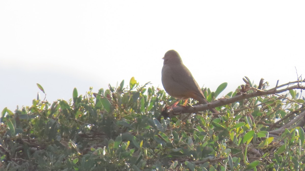 California Towhee - Brian Nothhelfer