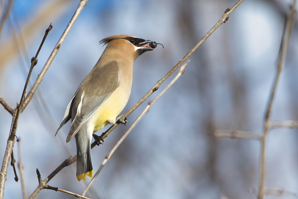 Cedar Waxwing - ML616669925