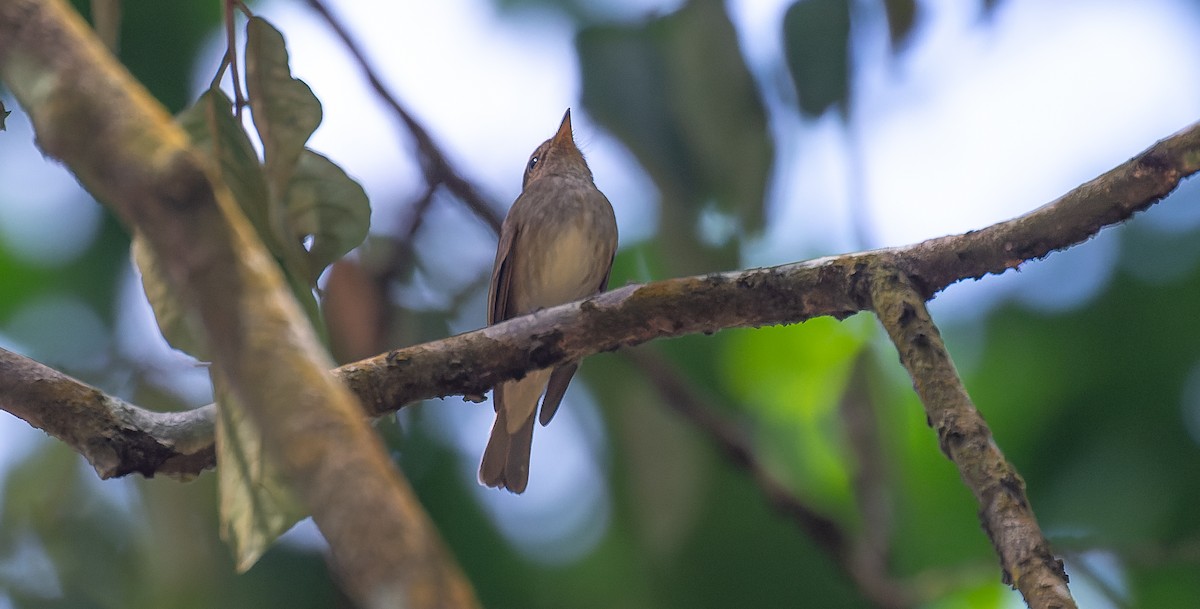 Brown-streaked Flycatcher - ML616669932