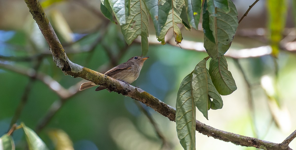 Brown-streaked Flycatcher - ML616669933