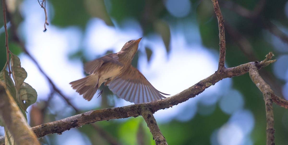 Brown-streaked Flycatcher - ML616669934